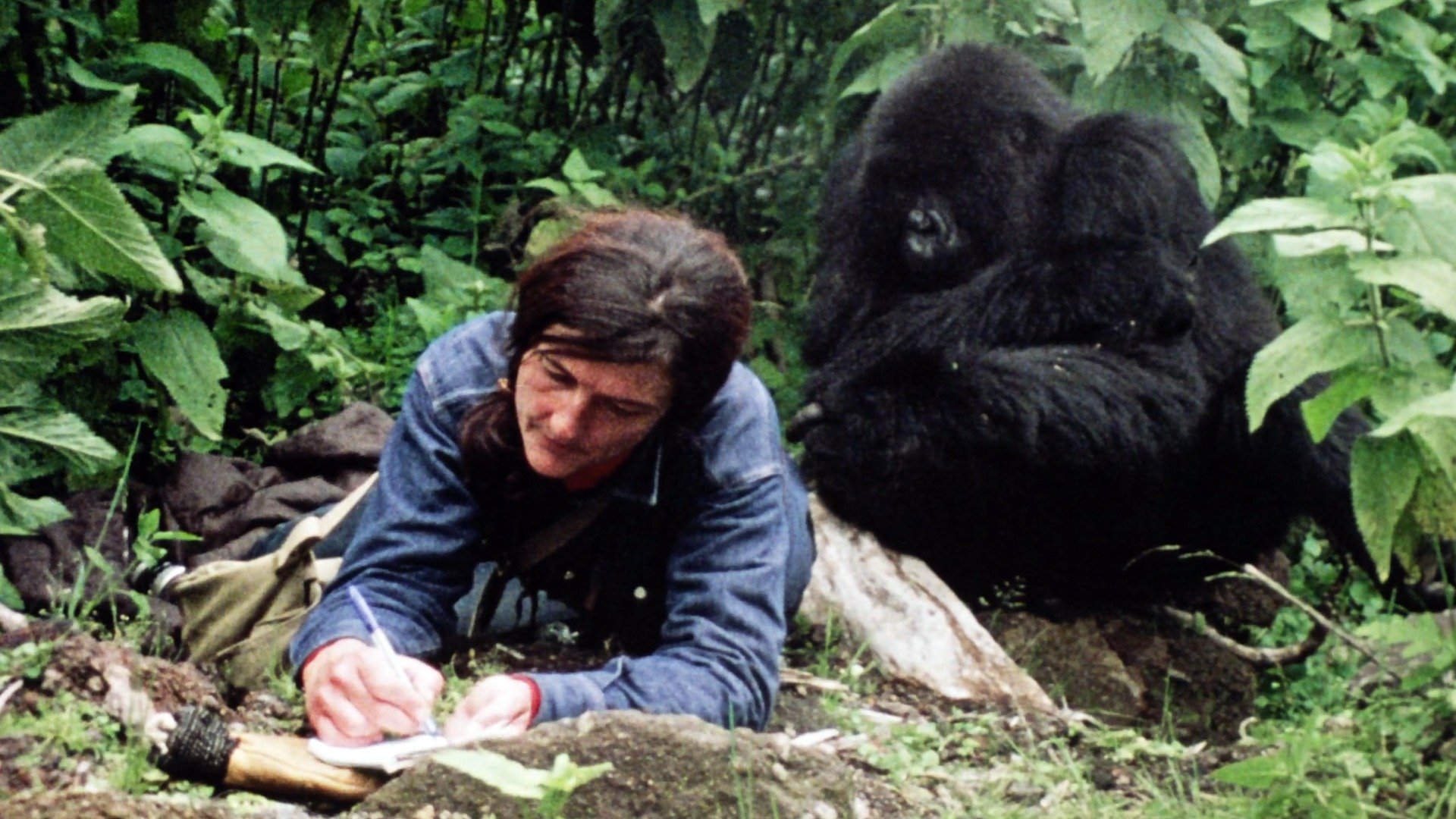 Dian Fossey: Dimhöljda hemligheter