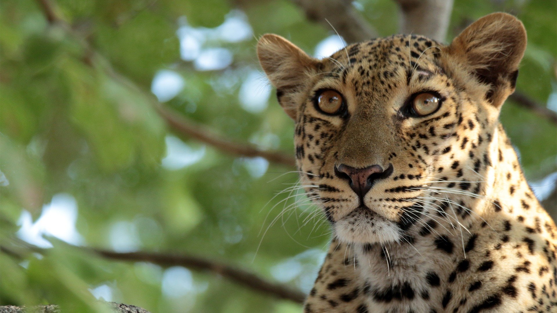 4. Leoparden som förändrade sina fläckar