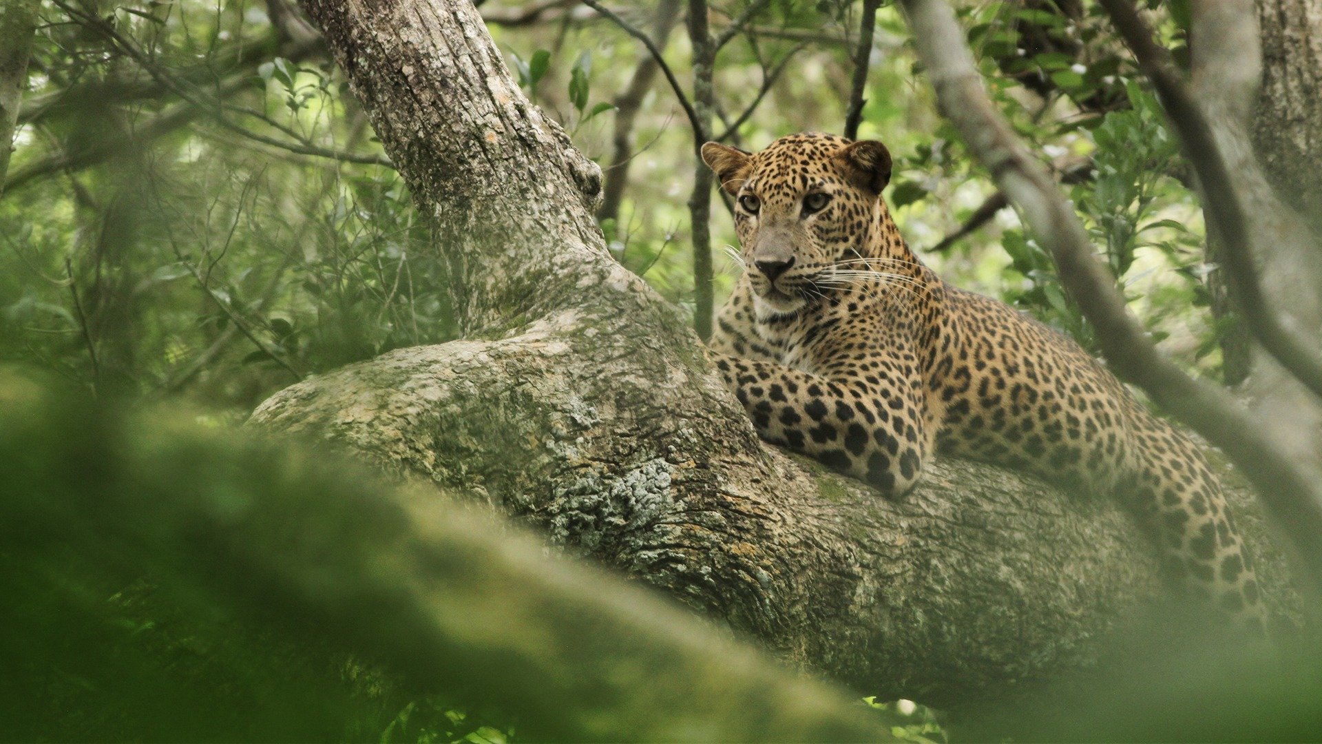 Det vilda Sri Lanka: leopardens rike