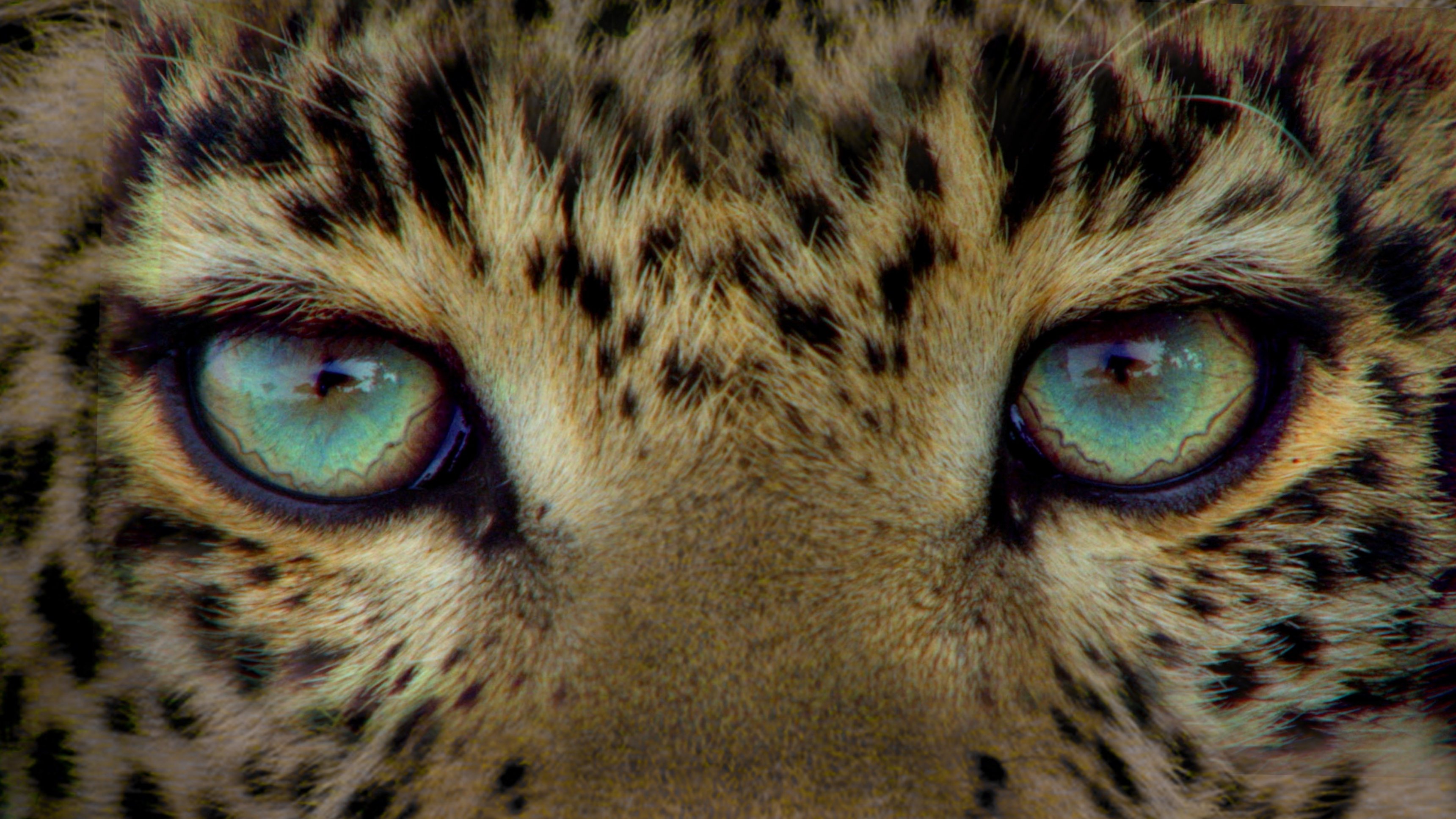 Leoparden med de smaragdgröna ögonen