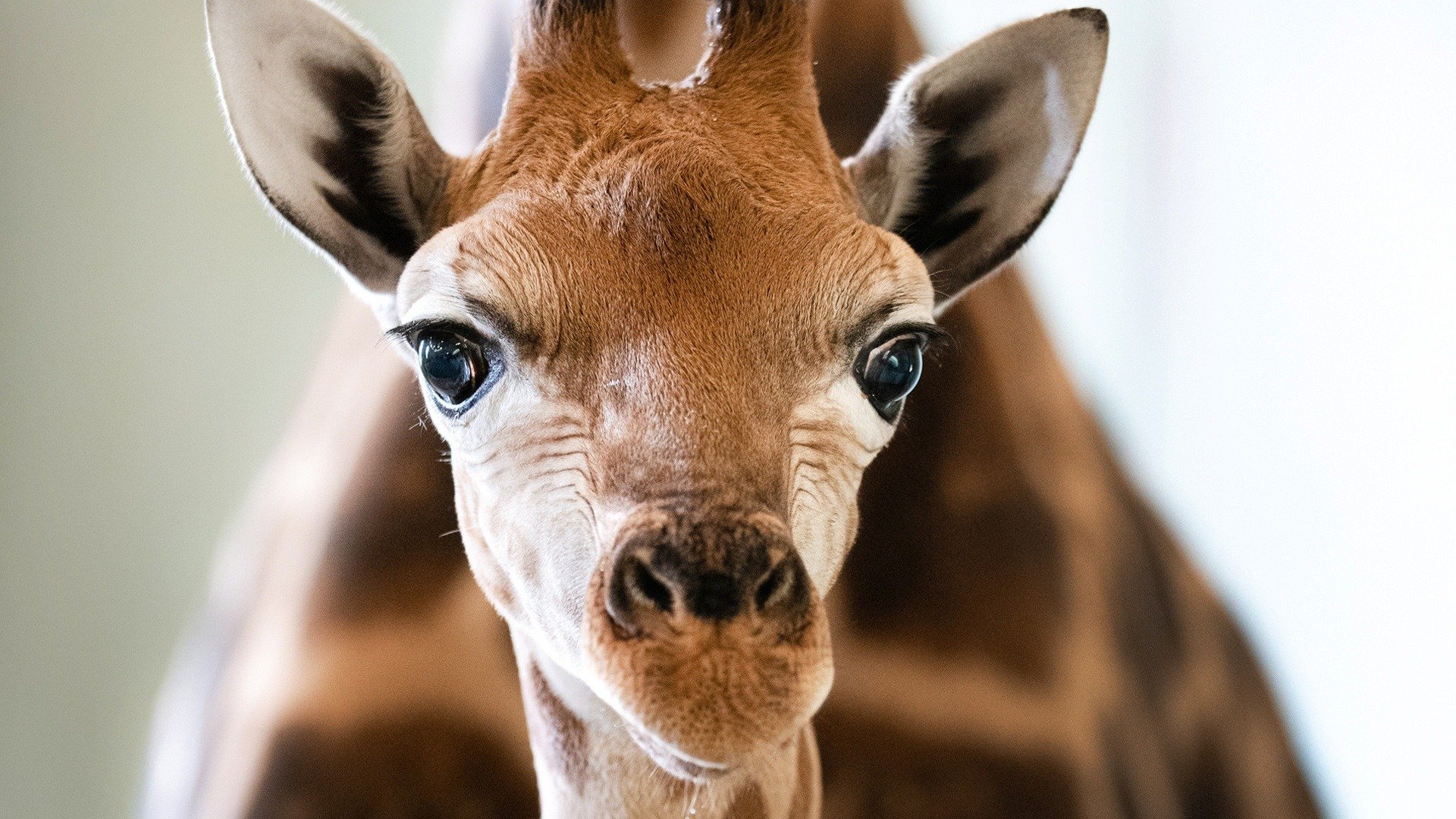 4. A Baby Giraffe's Tall Order