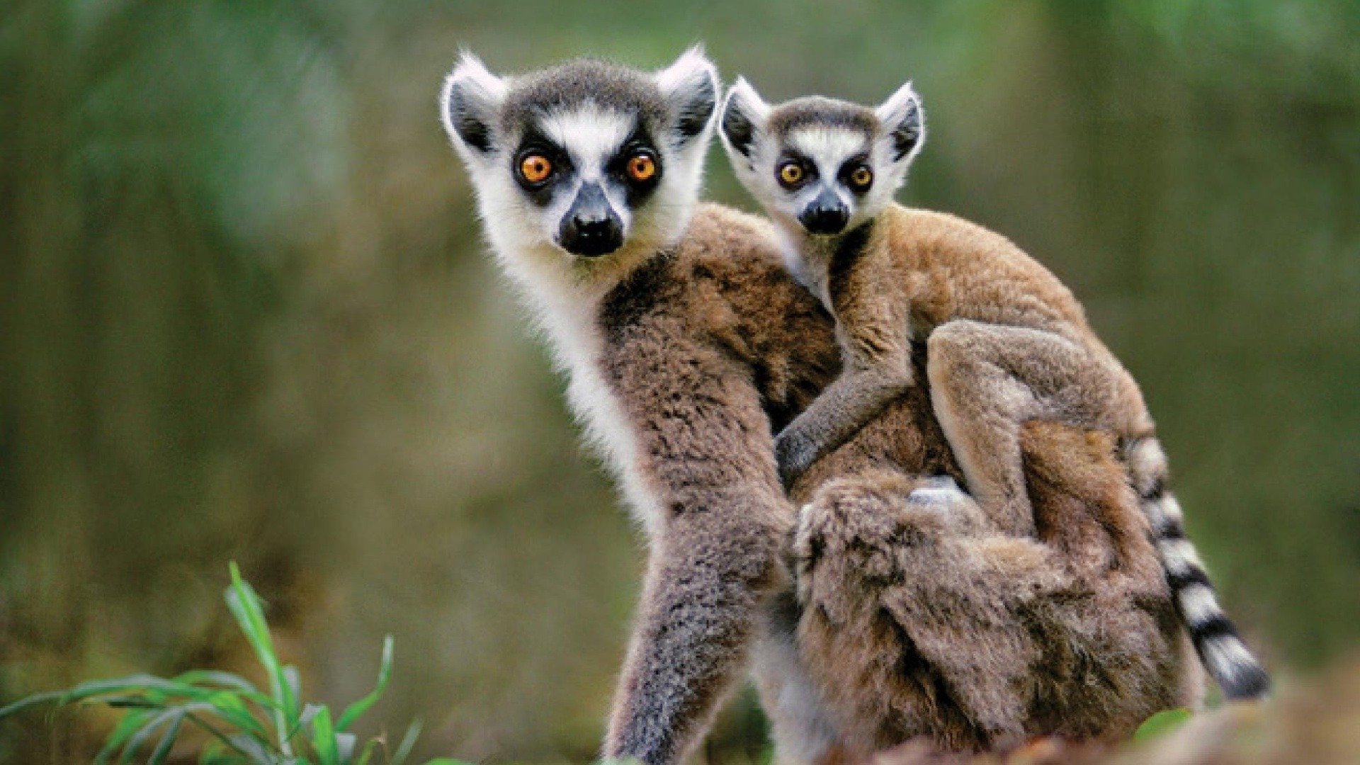 Madagaskars märkligaste