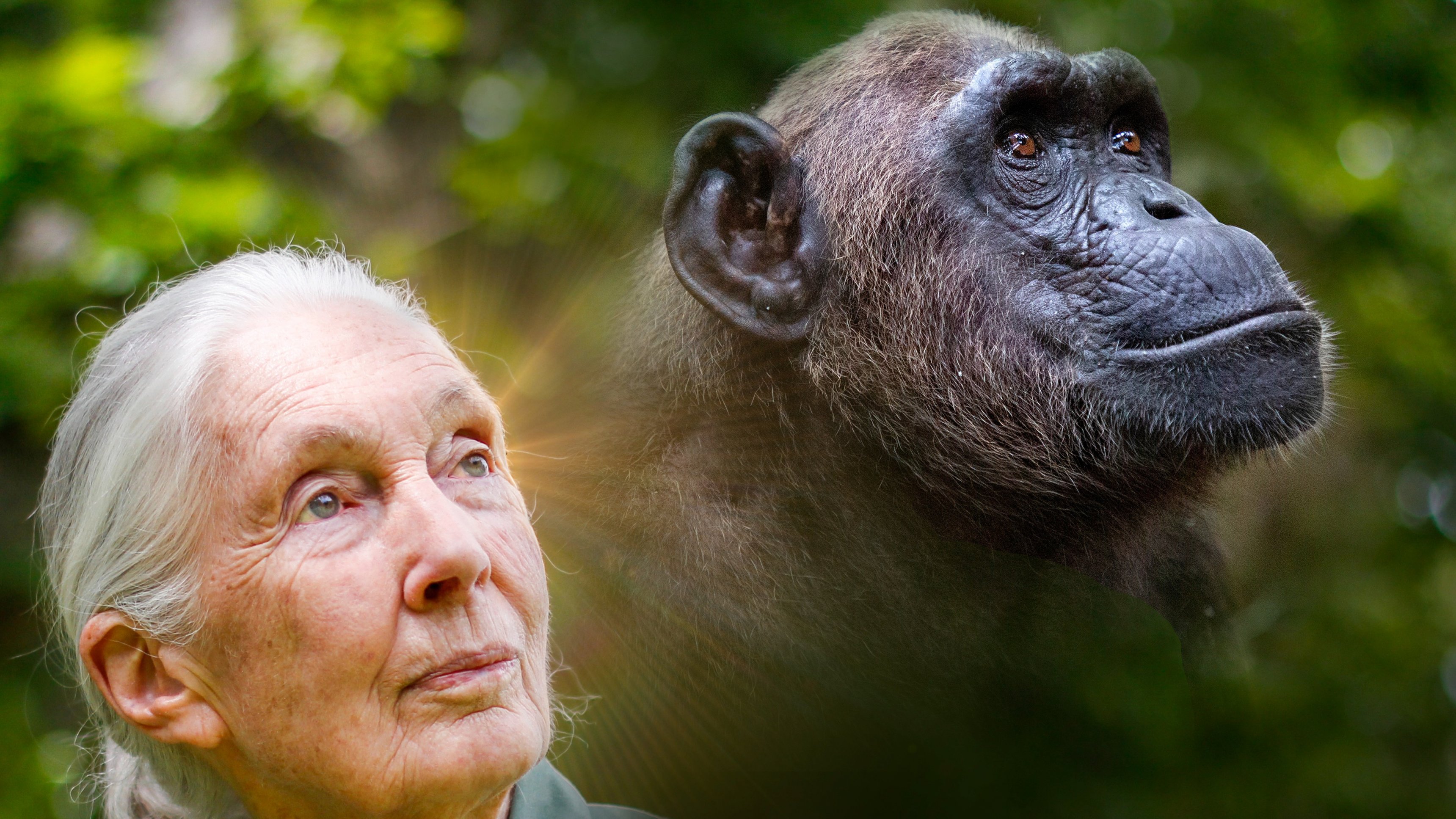 Räddade schimpanser i Kongo med Jane Goodall