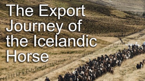The Export Journey of the Icelandic Horse