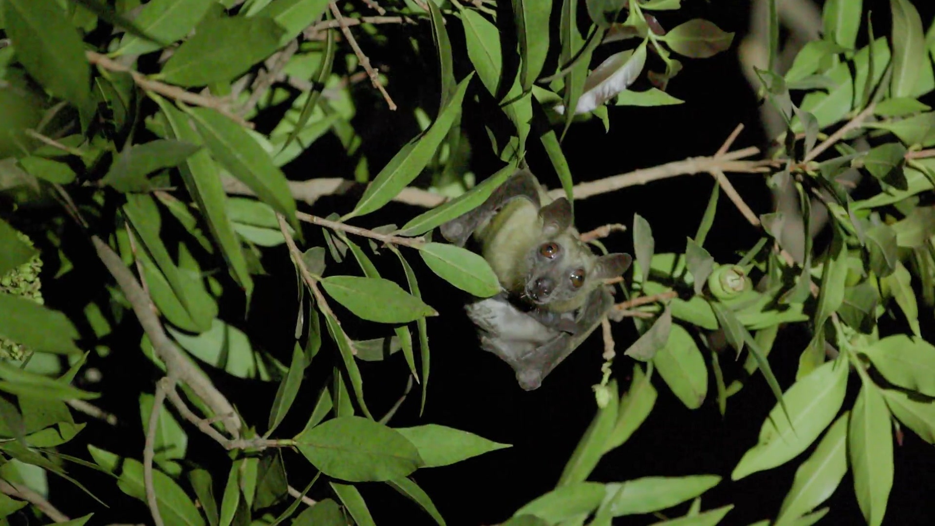 3. Bats of Malawi