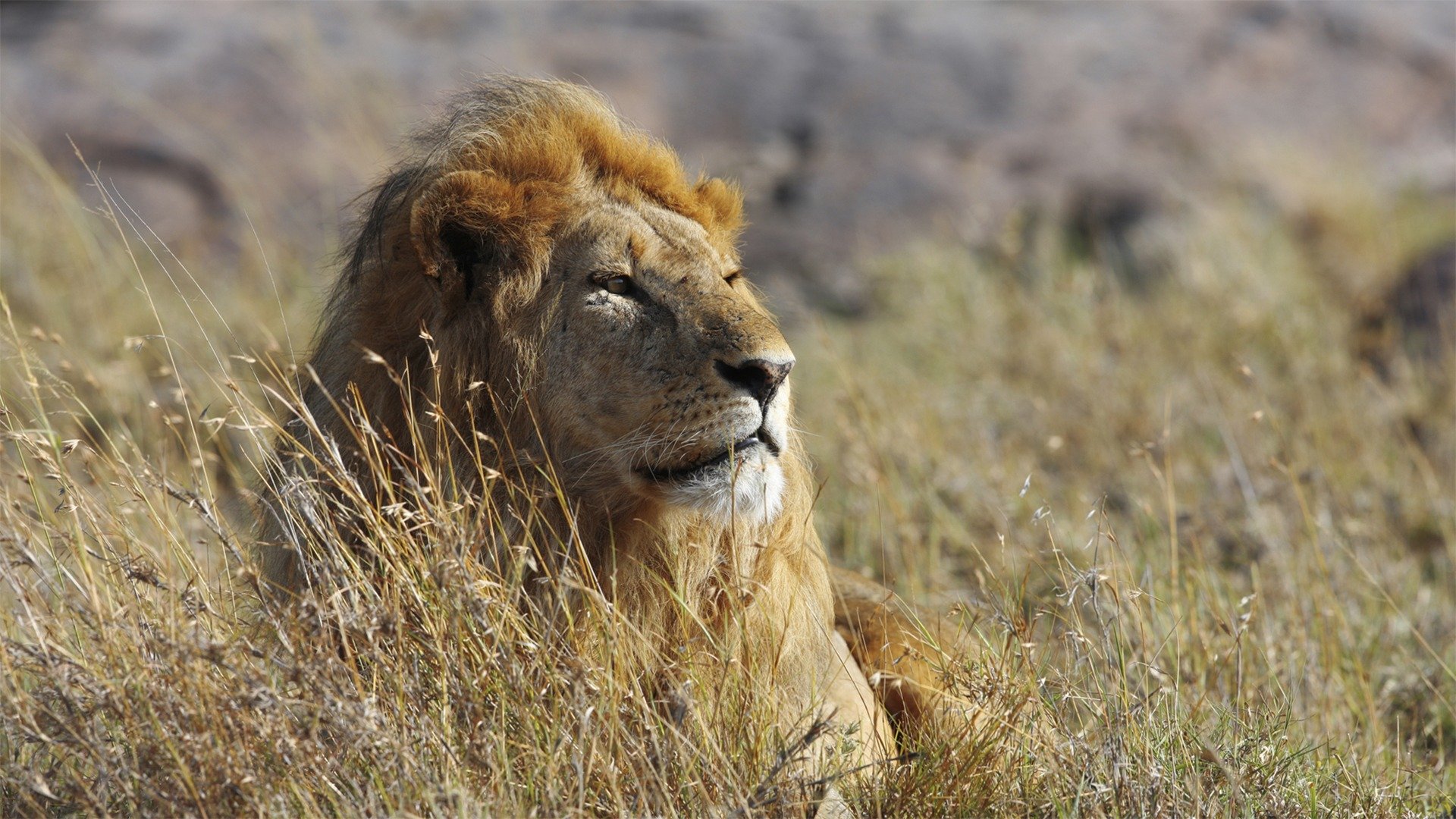 Kattkrig: Lejon vs gepard